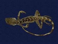 藏品(斯文豪氏攀蜥)的圖片